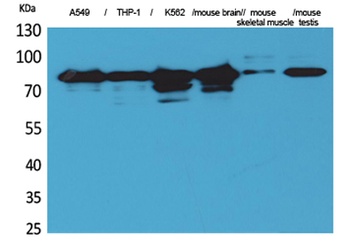 PKC γ rabbit pAb
