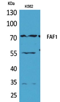 FAF1 rabbit pAb