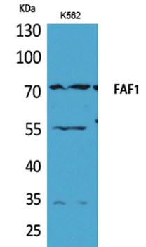 FAF1 antibody