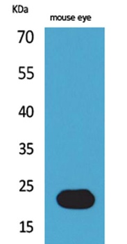 BNIP-3 antibody