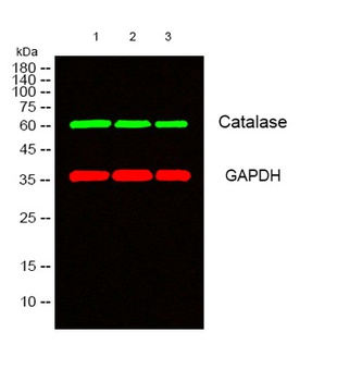 Catalase antibody