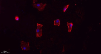 Apelin antibody