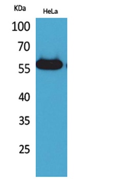 Amylase antibody