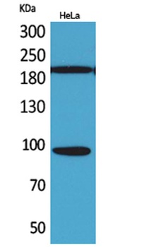 Trk C antibody