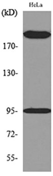 Trk C rabbit pAb Antibody