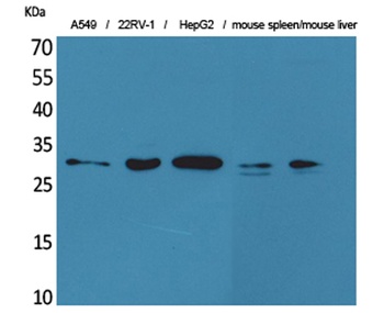 TALL-1 antibody