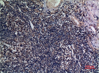 TALL-1 rabbit pAb Antibody