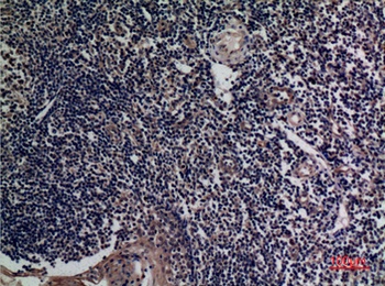 TALL-1 rabbit pAb Antibody