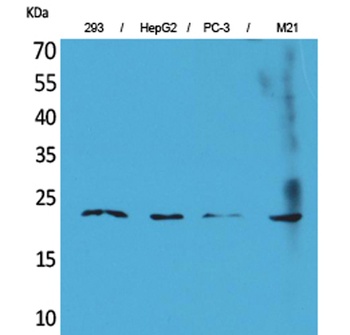 FGF-6 antibody