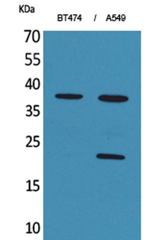 IFN-α1 rabbit pAb