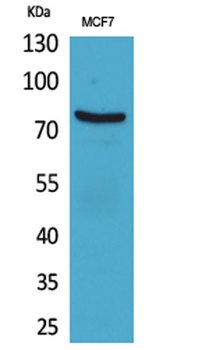 CD66e antibody