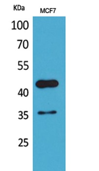 Angptl4 antibody