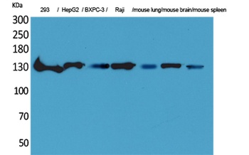 IL16 antibody