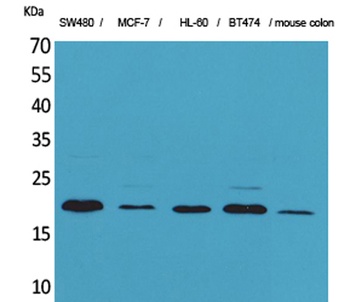 FGF-20 antibody