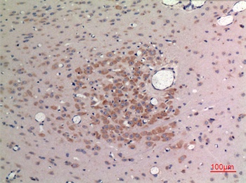 FGF-9 rabbit pAb Antibody
