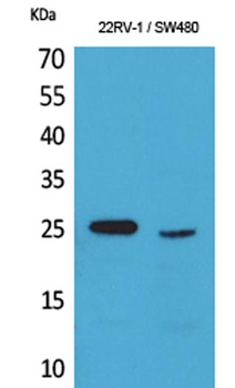 SSX antibody