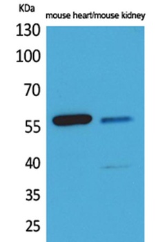 Angptl1/2 antibody