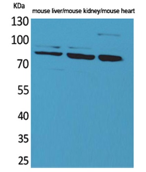 CUL-4B antibody