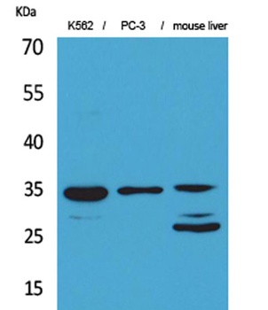 Cdc34 rabbit pAb
