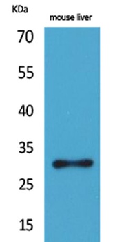 FGF-5 antibody