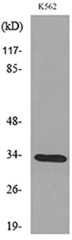 SP-A antibody