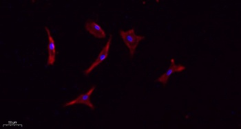 CD133 rabbit pAb