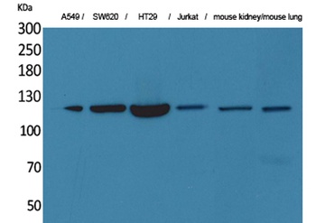 CD133 rabbit pAb Antibody
