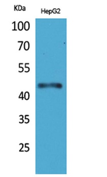 HoxD3 antibody
