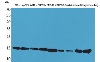 CyPA antibody