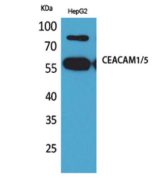 CEACAM1/5 antibody