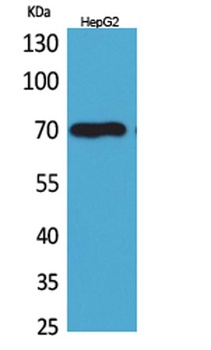 Glypican-3 antibody