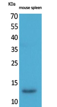 BLC antibody