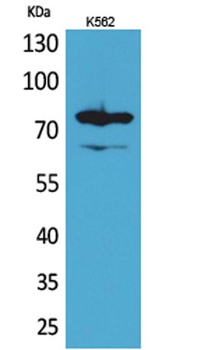 FOXP1 antibody