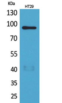 Neuregulin-2 antibody