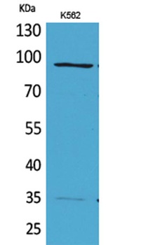 MCM3 antibody