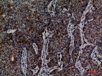 MCM3 rabbit pAb Antibody