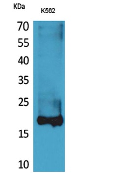 Lipocalin-1 antibody