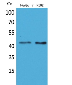 Layilin antibody