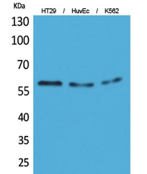 CYP11B1/2 antibody