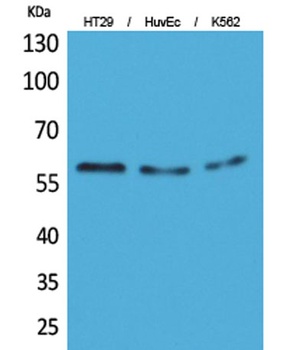 CYP11B1/2 rabbit pAb