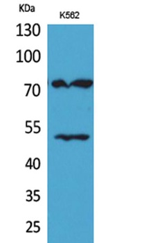 HDC antibody