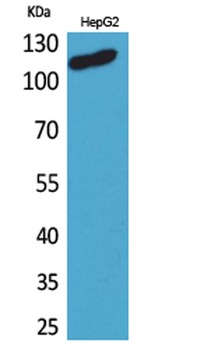 DPYD antibody