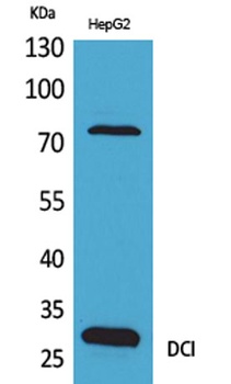 DCI antibody