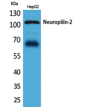 Neuropilin-2 antibody