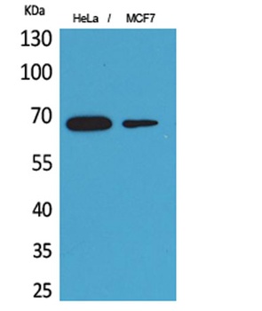 PEPCK-C antibody