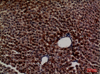 PEPCK-C rabbit pAb Antibody