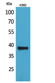 CD1C antibody