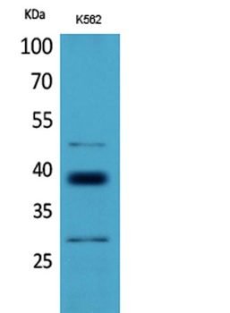 CD1D antibody