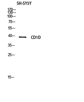CD1D rabbit pAb Antibody