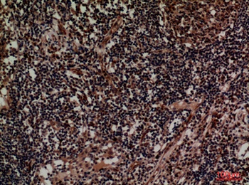 CD1D rabbit pAb Antibody
